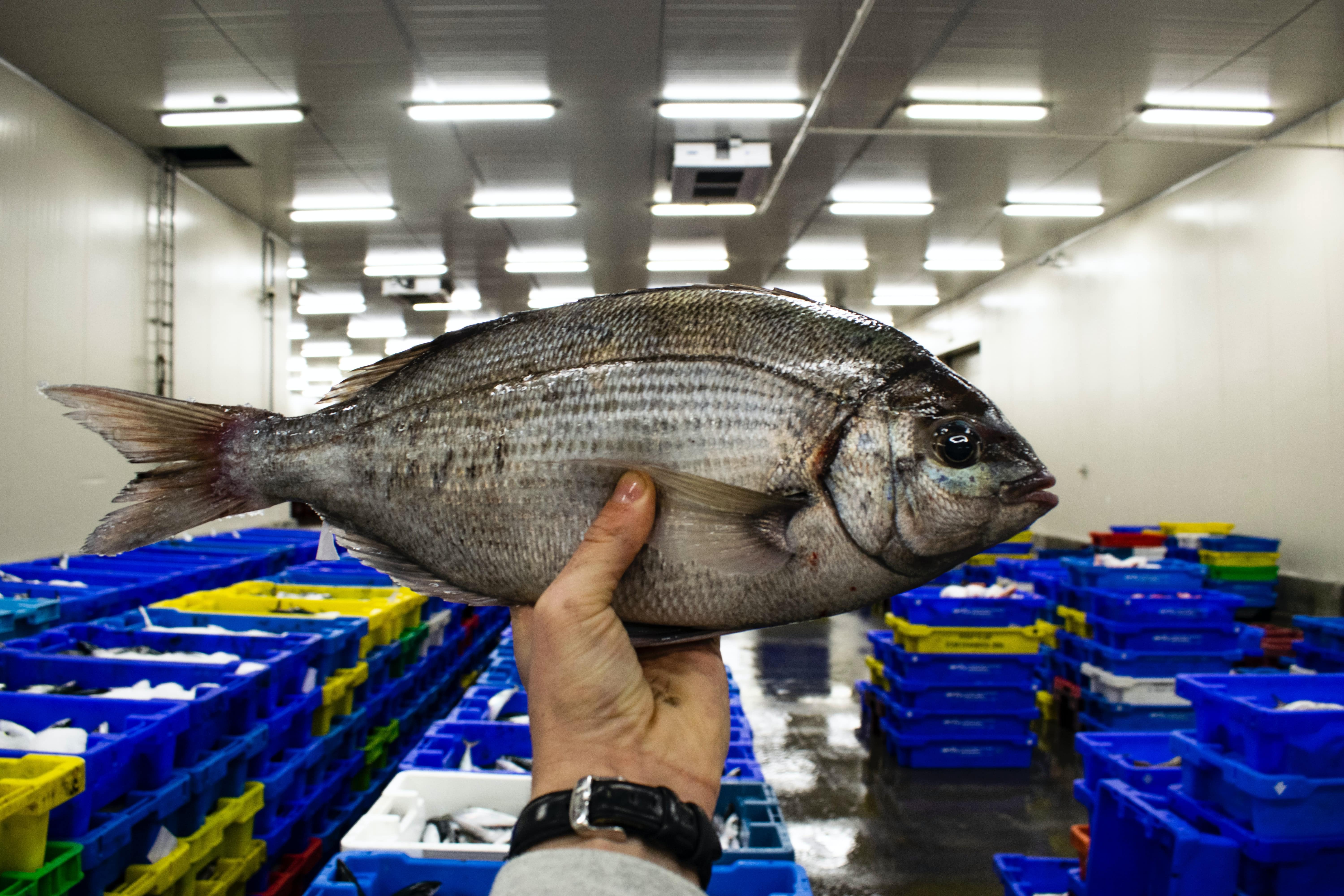 La trazabilidad: Un requisito para exportar producto pesquero |  ConnectAmericas