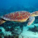 Marcos Hugo Giordano Cayssials