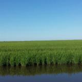 Carlos José Ardissone Bilbao