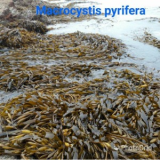 ALGAS MARINAS PERU