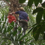 YIMI LEANDRO SOLARTE IDROBO