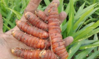 Oml agroinversiones Perú sac