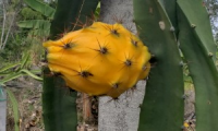 RODRIGUEZ PITAHAYA