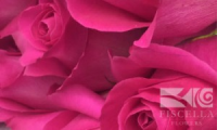 FISCELLAFLOWERS