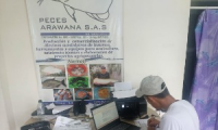 peces arawana