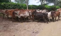 Company