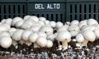 AGRICOLA DEL ALTO S.A.S.