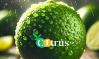 Citrus-Sp
