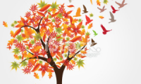 LIQUIDAMBAR + PAISAJE S.A.S.