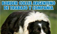 BORDER COLLIE ARGENTINO DE TRABAJO Y COMPAÑIA