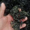 SEA MOSS CHONDRUS CRISPUS IRISH MOSS's picture