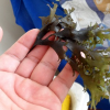 seaweed peruvian's picture