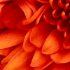 Ana Queiroz's picture